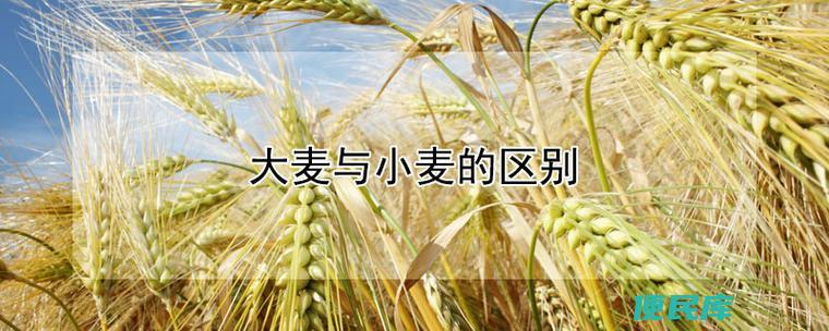 小麦和大麦的区别（小麦和大麦的异同）