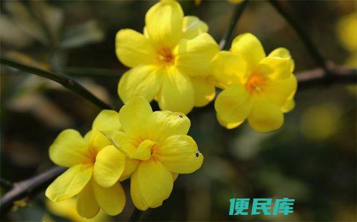 迎春花的特点是什么（介绍迎春花的特色和特点）