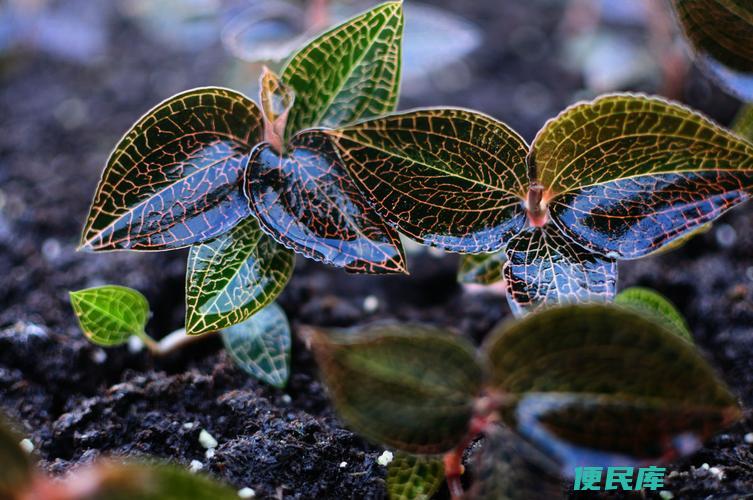 金线莲的药用功效（探索金线莲的药用价值与功效）