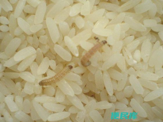 卧室没有米为何有米虫（分析卧室米虫的来源原因）