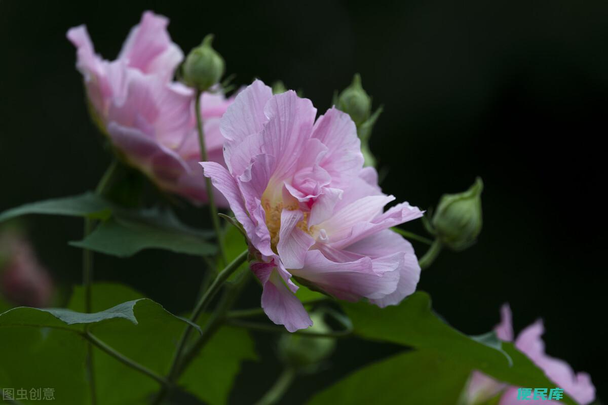 成都的市花是什么（四川成都的市花为什么是芙蓉花）