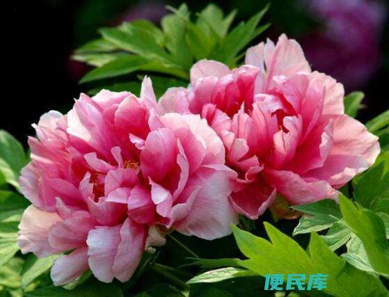 牡丹花开花时间（简述关于牡丹花什么时候开的问题）