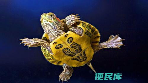 乌龟感冒了怎么治疗（治疗乌龟感冒的方法）