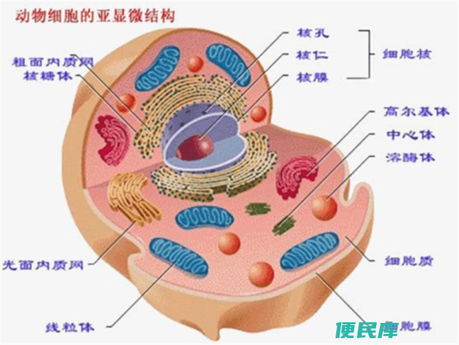细胞膜由几层组成（细胞膜包含几层膜结构）