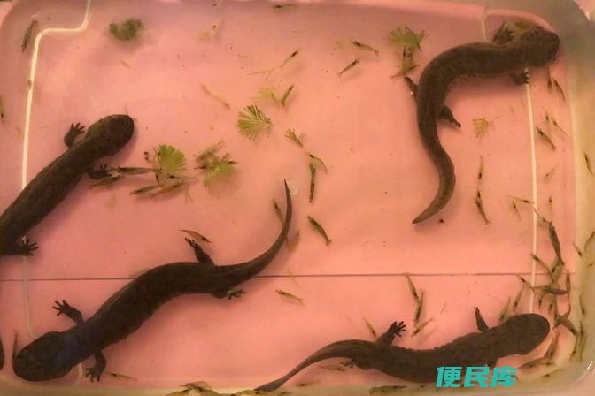娃娃鱼吃什么食物（适宜娃娃鱼食用的食物种类和营养成分）