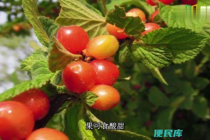 樱花与樱桃的关联性（探讨樱花和樱桃之间的关系）