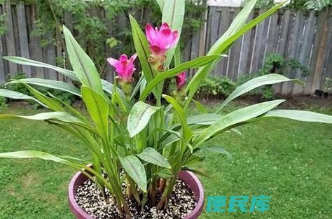 姜荷花的养殖方法和注意事项（介绍姜荷花的种植技巧和注意事项）