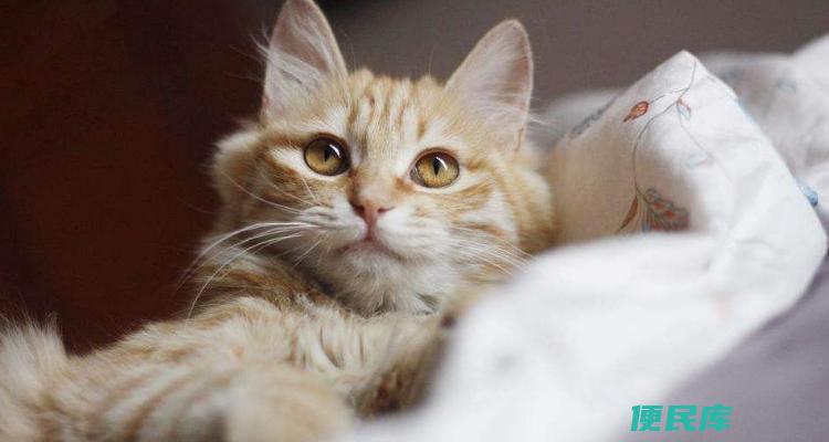 养猫防蚊的注意事项（如何防止猫受到蚊子的侵扰）