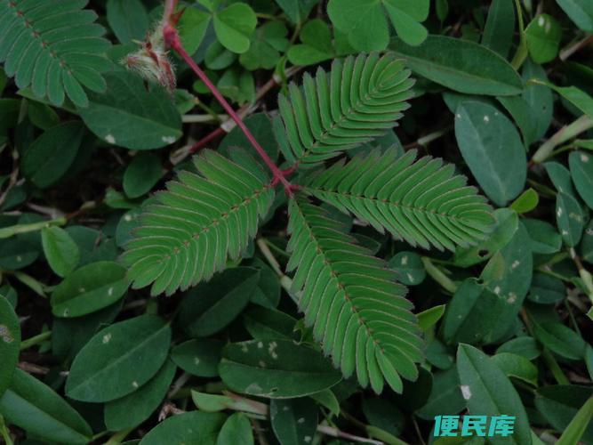 含羞草好养吗（含羞草的养殖难易程度解析）