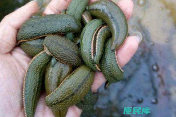 水蛭养殖的成本与收益（分析水蛭养殖的投入成本和利润）
