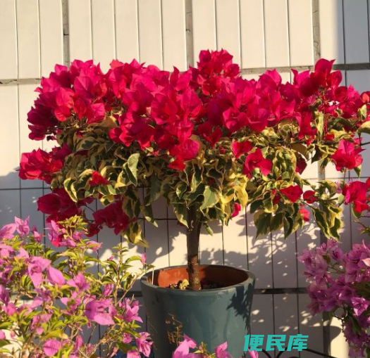 养不死四季开花的花卉（开花性能很强的花卉有哪些）