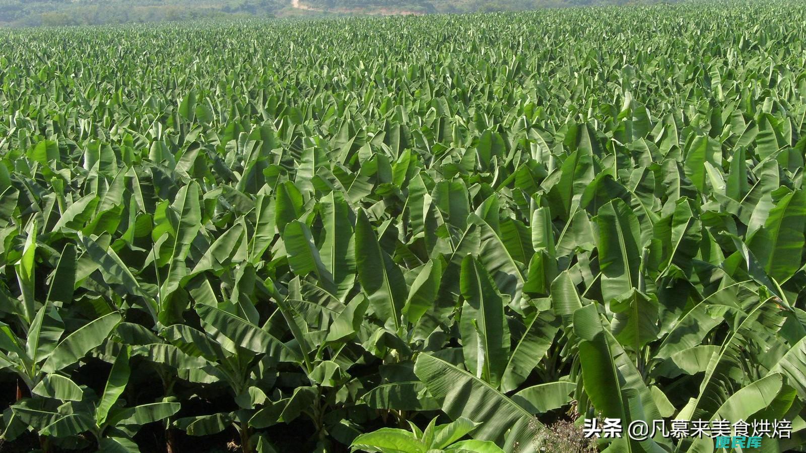 香蕉怎么种出来的（种植香蕉育苗到收获的全过程介绍）