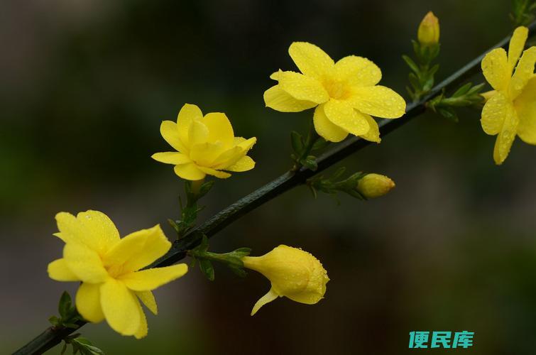 迎春花的象征和寓意（探究迎春花所代表的象征意义）