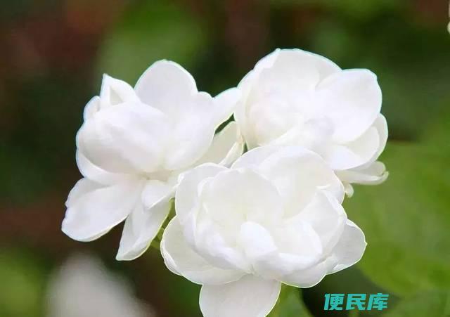 茉莉花几月开花（茉莉花开花期及观赏技巧介绍）