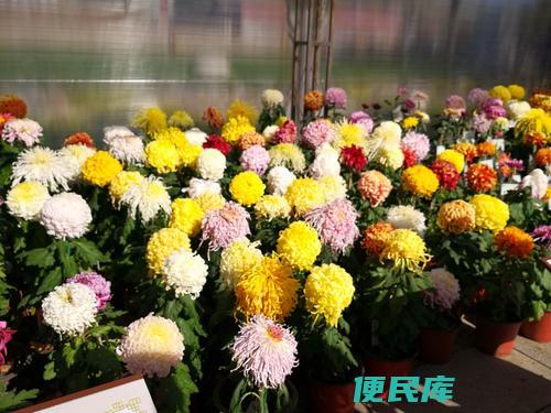 菊花多彩色彩解读（解释菊花的多种颜色及其意义）