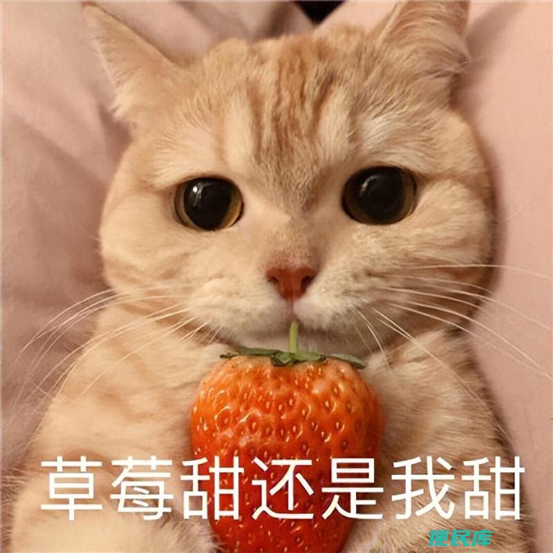 什么猫好养而且不贵（新手适合养什么样便宜好样的猫）