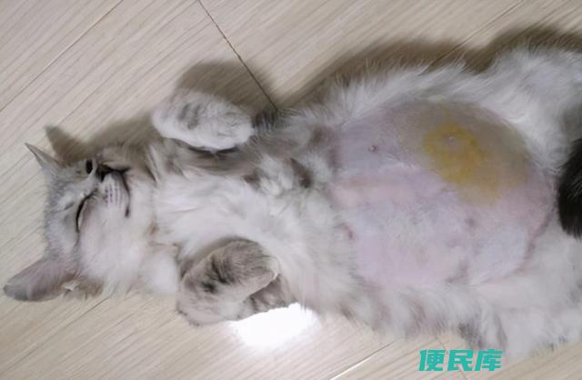 猫传腹是什么病（猫传腹病的症状和防治）
