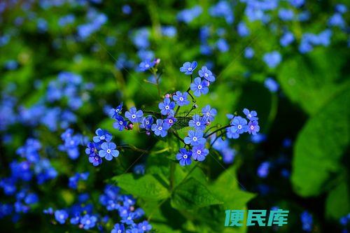 探究蓝色花朵的寓意（揭示蓝色花朵所代表的意义）