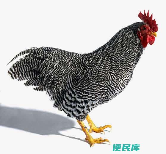 中国十大名鸡品种（中国乡村比较出名的十大品种土鸡）