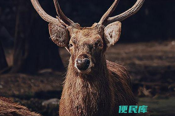 四不像是什么动物（四不像这个神秘动物背后的文化内涵）