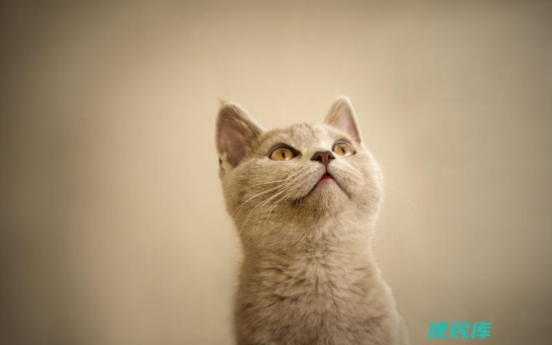 猫咪肚子硬胀的可能原因（探究猫咪肚子硬胀的可能原因）
