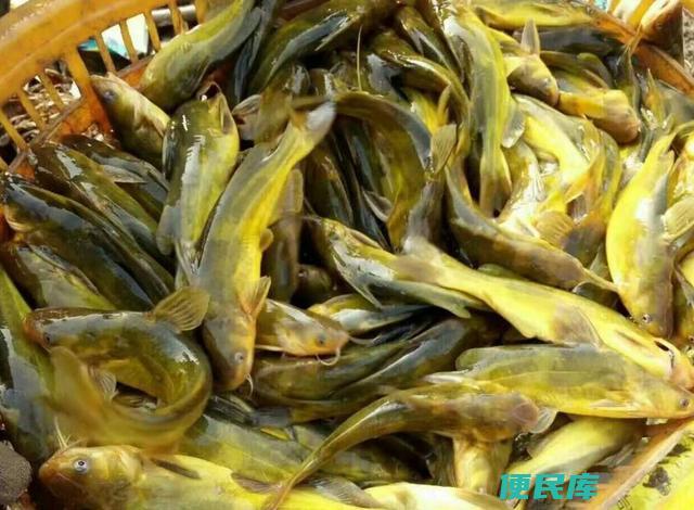 黄骨鱼养殖风险大吗（养殖黄骨鱼有多大风险）