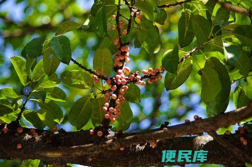 榕树果实是否可食用（探讨榕树果实的可食性和适宜食用方式）