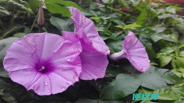 夕颜花的花语和意义（解释夕颜花的象征和代表的含义）