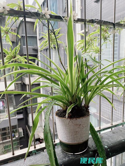 吊兰的养殖方法（种植吊兰的技巧）