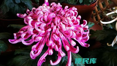 菊花的色彩和寓意（揭示菊花不同色彩的寓意和象征）