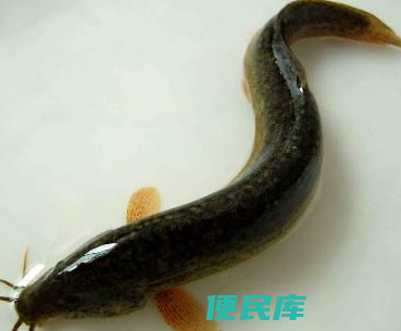 如何养殖泥鳅（详细介绍泥鳅养殖的方法和注意事项）