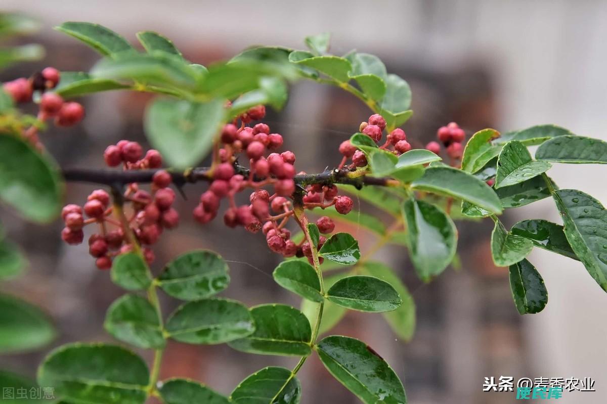 花椒树怎么育苗（花椒树种子的播种及育苗技术介绍）