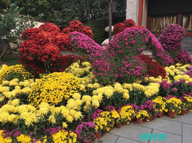 北海的菊花盛开景色（北海的菊花开了）