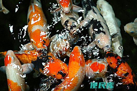 鲤鱼吃蚯蚓吗（鲤鱼是否喜欢吃蚯蚓）