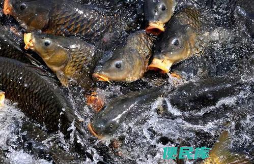 鲤鱼和草鱼哪个营养价值高（鲤鱼和草鱼的营养价值相比较）