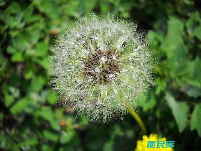 蒲公英的植物特征（介绍蒲公英的植物特点和生长习性）