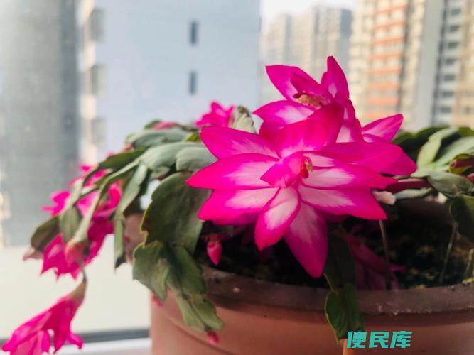 蟹爪兰养殖要点（成功养殖蟹爪兰的实用方法）