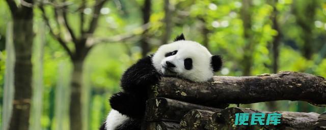 大熊猫冬眠习性揭秘（介绍大熊猫是否有冬眠习性）