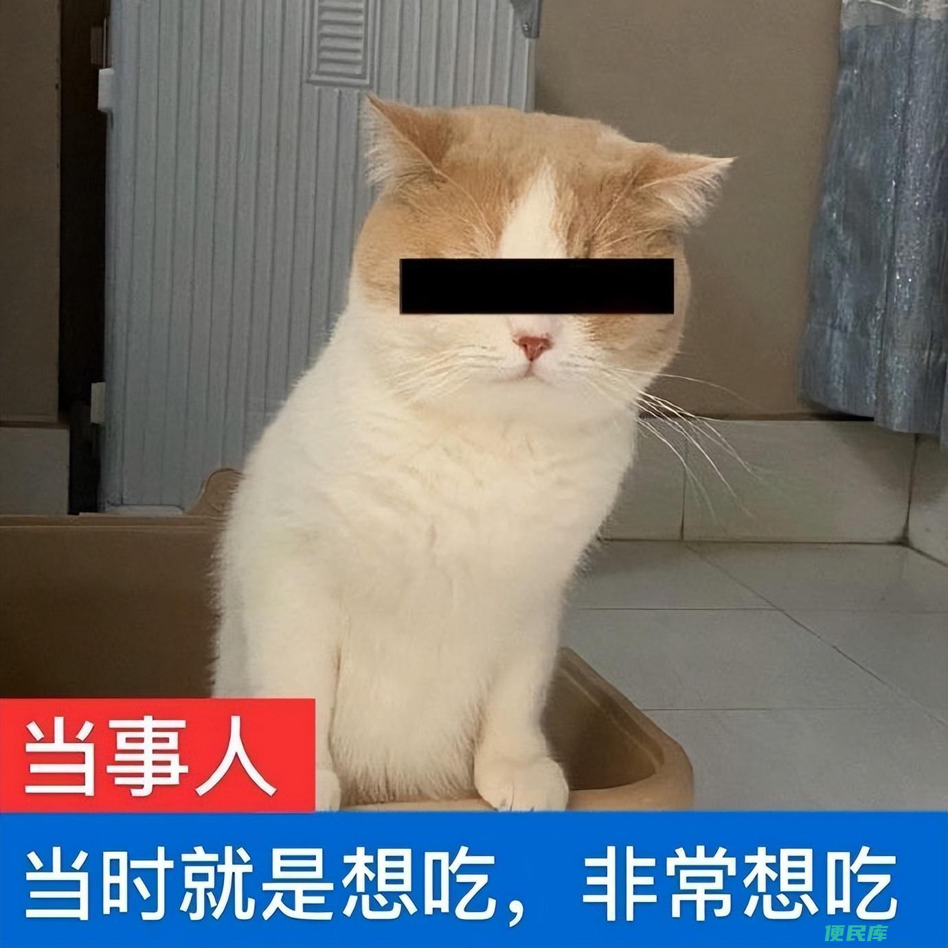 养猫以后财运无敌了（养猫以后真的能够旺家招财吗）