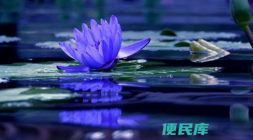揭示蓝莲花象征的女性特质（解读蓝莲花所象征的女性品质）