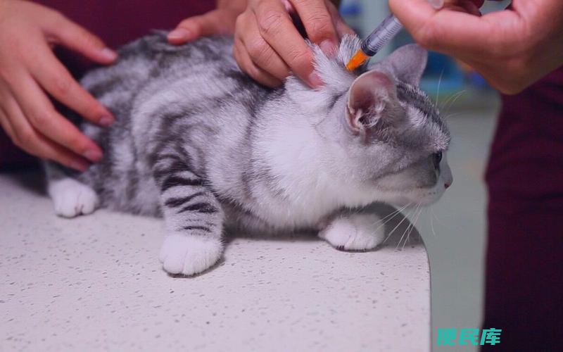 猫咪打针要打几次多少钱（猫咪疫苗接种次数和费用）
