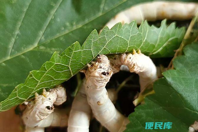 蚕只吃桑叶吗（讨论蚕的食物选择和喜好）