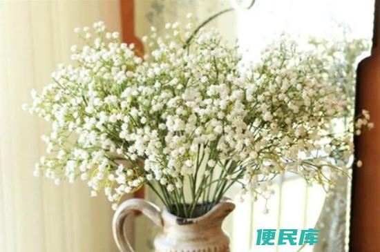 从花店买回满天星怎养（如何正确养护从花店买回的满天星）