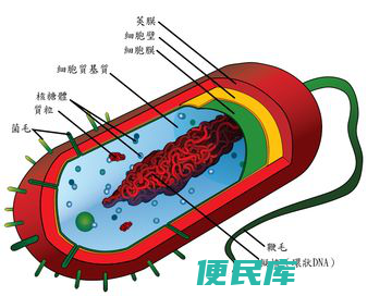 细菌和病毒的区别是什么（细菌和病毒应该如何区分）