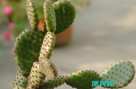 仙人掌开花的寓意和象征（看见仙人掌开花代表着什么）