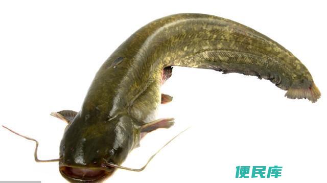 鲶鱼用什么鱼饵最好钓（钓鲶鱼时最适合的鱼饵选择）