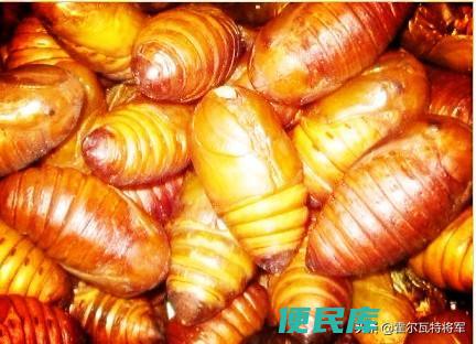 蚕蛹是怎么形成的（东北大蚕蛹的前世今生以及特点介绍）