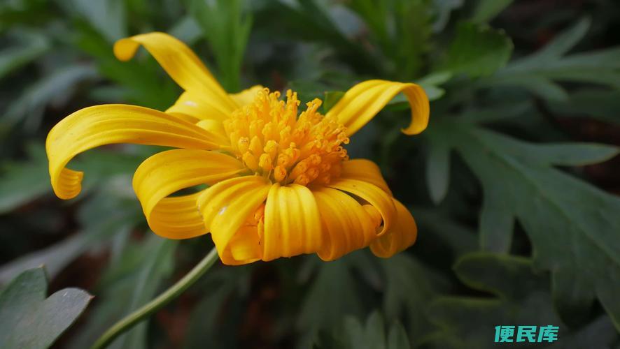 黄金菊的花语与象征（黄金菊的花语含义和象征）