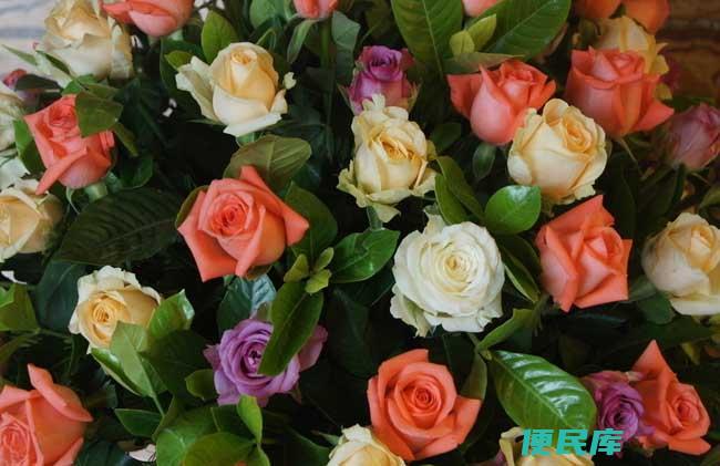 各类鲜花花语及寓意（不同种类的鲜花代表的花语和寓意）