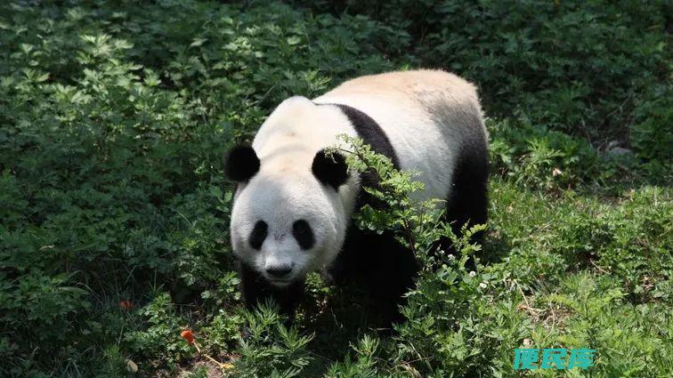 大熊猫的生活环境特点（介绍大熊猫的生境环境特征）